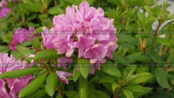 Blossoming rhododendron flowers on blurred background. Natural backdrop. Blooming pink rhododendrons swaying gently in sunlit garden. Alpenrose, snow-rose. Flowering bush. Biodiversity conservation. Стоковое видео, видеограф Марина Демидюк / Фотобанк Лори