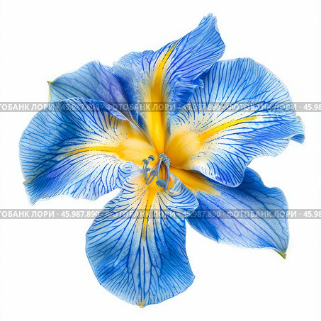Blue and yellow daylily blooming showing petals and stamens. Стоковое AI-изображение, AI-художник Иван Рябоконь / Фотобанк Лори