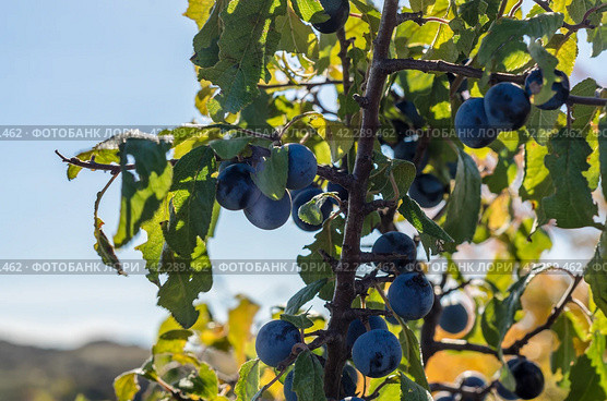 blue berries of blackthorn with green leaves against a blue sky. Стоковое фото, фотограф Артем Курутин / Фотобанк Лори