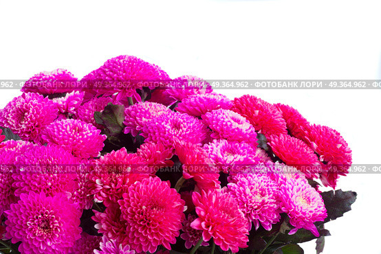 blue chrysanthemum flowers. magenta pink chrysanthemum flowers close up isolated on white background. Стоковое фото, агентство Ingram Publishing / Фотобанк Лори