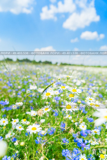 Blue corflower and camomile flowers meadow field with fresh green grass. Blue cornflower flowers. Стоковое фото, агентство Ingram Publishing / Фотобанк Лори