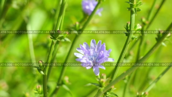 Blue Flower of Common Chicory, Cichorium Intybus in the Summer Meadow. Close Up. Cyan Chicory on Blurred Background. Honey plant. Coffee Substitute. Used in Confectionery, Canning Production, Infusion. Стоковое видео, видеограф Марина Демидюк / Фотобанк Лори