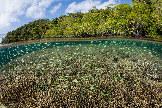 Blue-green damselfish swim above a shallow reef in Raja Ampat, Indonesia. Стоковое фото, фотограф Ethan Daniels/Stocktrek Images / ТАСС / Фотобанк Лори