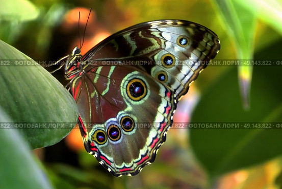 Blue Morpho butterfly sitting on green leaves in a tropical forest jungle. Beautiful insect in the nature habitat, wildlife. Стоковое фото, фотограф Iva Noel / Фотобанк Лори