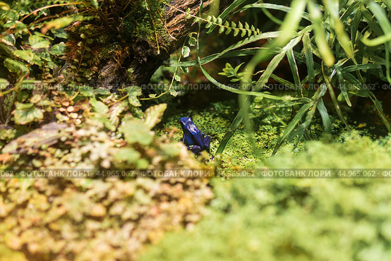 Blue poison dart frog in a terrarium among foliage. Стоковое фото, фотограф Евгений Харитонов / Фотобанк Лори