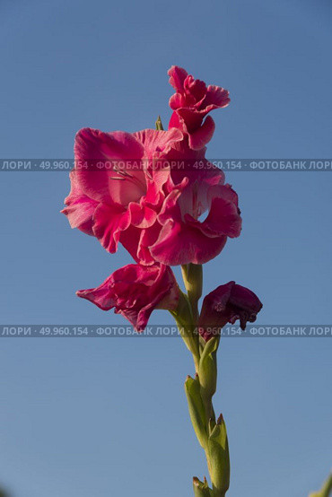 Blue rope isolated on black background with clipping path. Стоковое фото, агентство Ingram Publishing / Фотобанк Лори