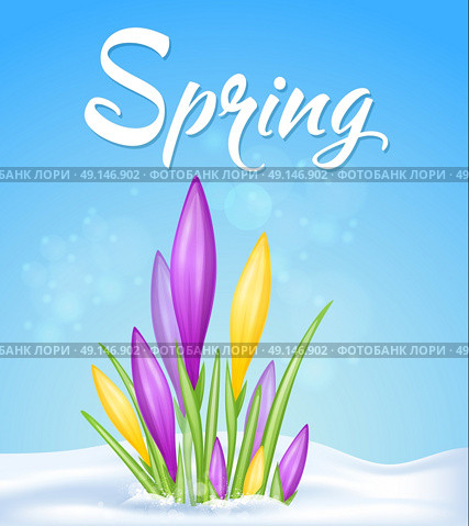 Blue spring background with yellow and violet crocuses in snow. Vector illustration. Стоковая иллюстрация, агентство Ingram Publishing / Фотобанк Лори