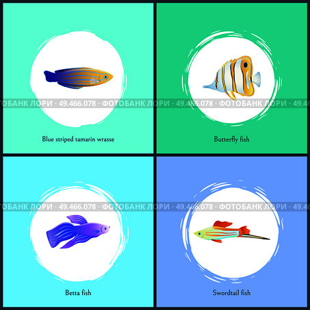 Blue striped tamarin wrasse and betta fish posters set. Butterfly and swordtail marine dwellers colorful species with stripes fins vector illustration. Blue Striped Tamarin and Betta Vector Illustration. Стоковая иллюстрация, агентство Ingram Publishing / Фотобанк Лори