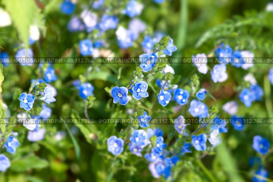 Blue wildflowers on green plants in the summer. Стоковое фото, агентство Ingram Publishing / Фотобанк Лори