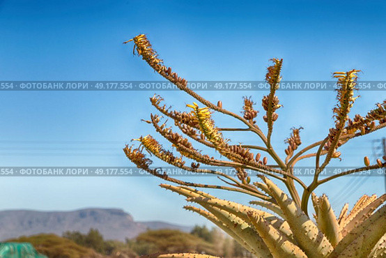 blur  in  south africa  abstract leaf of cactus plant and light. Стоковое фото, агентство Ingram Publishing / Фотобанк Лори