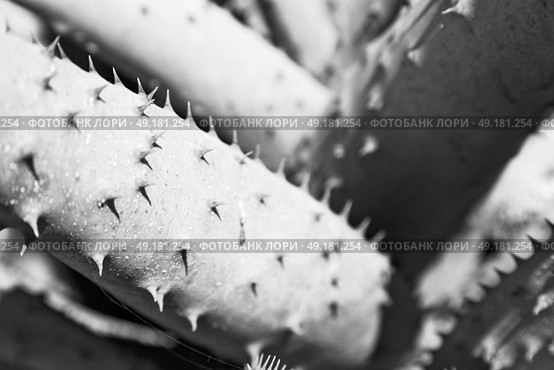 blur  in  south africa  abstract leaf of cactus plant and light. Стоковое фото, агентство Ingram Publishing / Фотобанк Лори