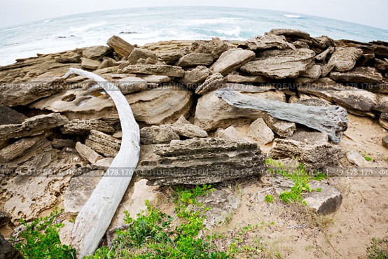 blur  in south africa    branch dead  tree coastline of st lucia and winter season. Стоковое фото, агентство Ingram Publishing / Фотобанк Лори