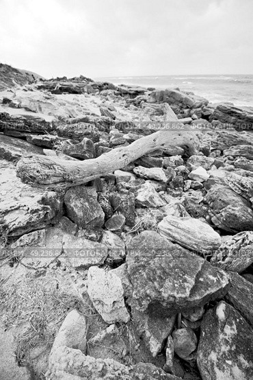 blur  in south africa    branch dead  tree coastline of st lucia and winter season. Стоковое фото, агентство Ingram Publishing / Фотобанк Лори