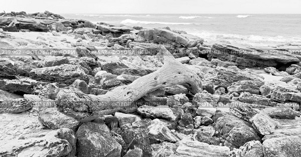 blur  in south africa    branch dead  tree coastline of st lucia and winter season. Стоковое фото, агентство Ingram Publishing / Фотобанк Лори