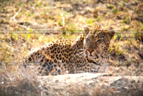 blur in south africa kruger natural park wild leopard resting after hounting. Стоковое фото, агентство Ingram Publishing / Фотобанк Лори