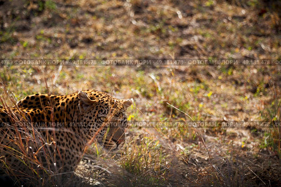 blur in south africa kruger natural park wild leopard resting after hounting. Стоковое фото, агентство Ingram Publishing / Фотобанк Лори