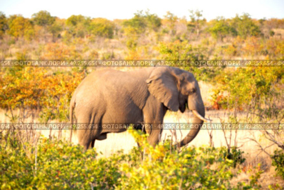 blur in south africa   kruger  wildlife  nature  reserve and  wild elephant. Стоковое фото, агентство Ingram Publishing / Фотобанк Лори