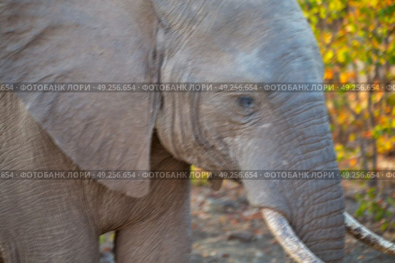 blur in south africa   kruger  wildlife  nature  reserve and  wild elephant. Стоковое фото, агентство Ingram Publishing / Фотобанк Лори