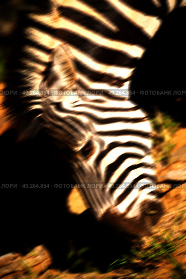 blur in south africa   mlilwane wildlife  nature  reserve and wild zebra. Стоковое фото, агентство Ingram Publishing / Фотобанк Лори