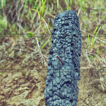 blur in the forest a piece of tree burned like abstract background. Стоковое фото, агентство Ingram Publishing / Фотобанк Лори