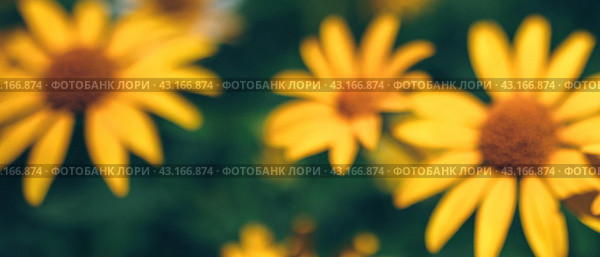 blurred banner with yellow false sunflower in summer flower garden. Стоковая иллюстрация, иллюстратор Александра Конопля / Фотобанк Лори
