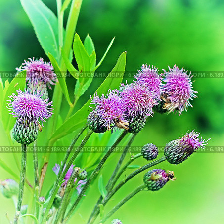 Бодяк полевой или Розовый осот (Cirsium arvense) — вид многолетних травянистых растений из рода Бодяк семейства Астровые, или Сложноцветные (Asteraceae) Стоковое фото, фотограф Евгений Мухортов / Фотобанк Лори