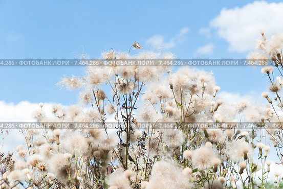 Бодяк полевой на фоне голубого неба (Cirsium arvense) Стоковое фото, фотограф Алёшина Оксана / Фотобанк Лори