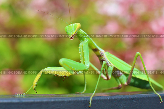Богомол Mantis religiosa (Богомол обыкновенный) Стоковое фото, фотограф Александр Тарасенков / Фотобанк Лори