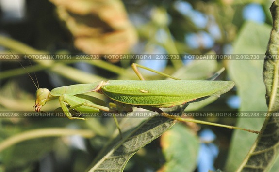 Богомол обыкновенный (Mantis religiosa) Стоковое фото, фотограф Красилов Игорь / Фотобанк Лори