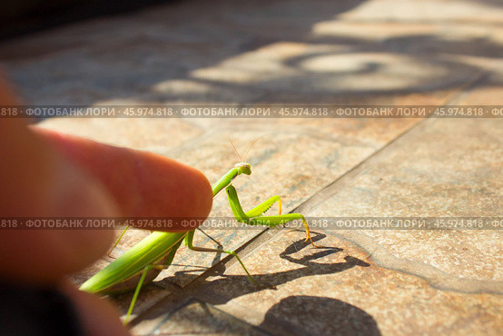 Богомол.Богомо́ловые, или богомо́лы (лат. Mantodea), — отряд крылатых насекомых с неполным превращением из надотряда тараканообразных. Стоковое фото, фотограф Роман Лукьянов / Фотобанк Лори