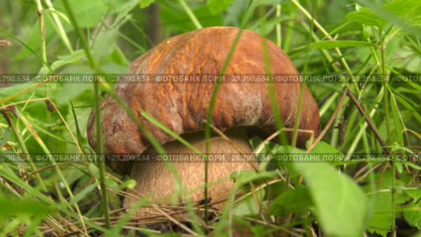 Boletus in the grass. Белый гриб. Стоковое видео, видеограф Евгений Романов / Фотобанк Лори