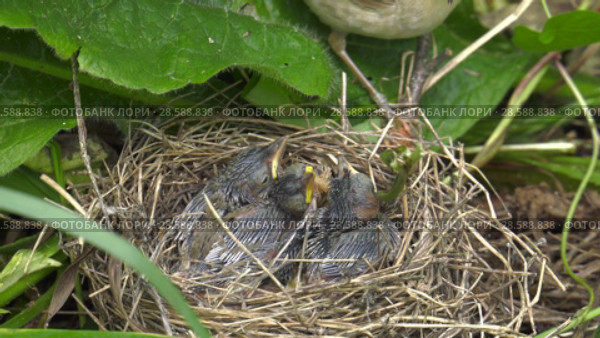 Болотная камышовка с птенцами. Warbler chicks in the nest. Стоковое видео, видеограф Евгений Романов / Фотобанк Лори