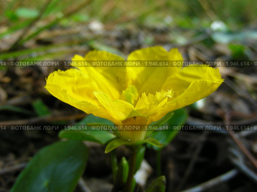 Болотноцветник щитолистный (Nymphoides peltata) на пруду. Стоковое фото, фотограф lana1501 / Фотобанк Лори