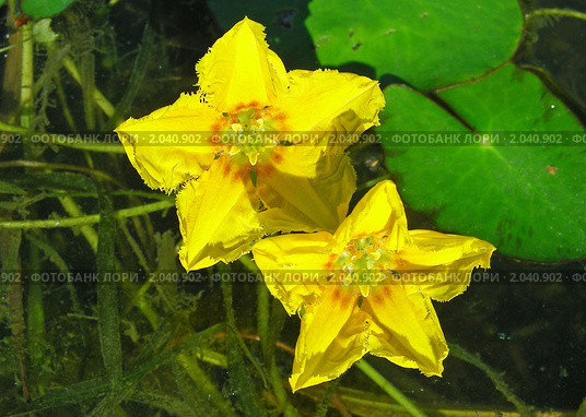 Болотноцветник щитолистный (Nymphoides peltata) на пруду. Стоковое фото, фотограф lana1501 / Фотобанк Лори
