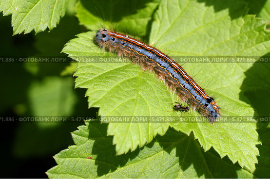 Большая гусеница (Kольчатый коконопряд, Malacosoma neustria) и маленький муравей. Стоковое фото, фотограф Щеголева Ольга / Фотобанк Лори