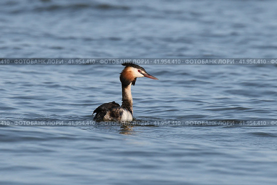Большая поганка или чомга (Podiceps cristatus) плывёт в воде. Стоковое фото, фотограф Садовский Анатолий / Фотобанк Лори