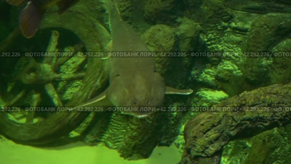 Большая пресноводная рыба калуга на глубине в темной воде (2024 год). Редакционное видео, видеограф Sergei Gorin / Фотобанк Лори