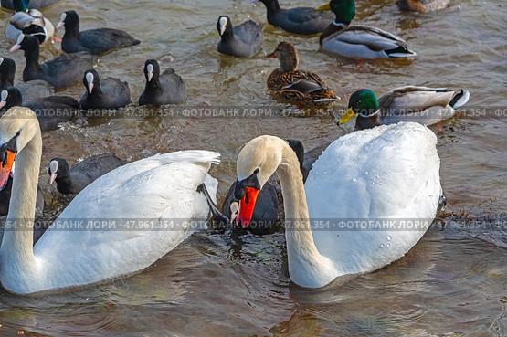 Большие красивые лебеди и утки плавают в море. Big beautiful swans and ducks swimming in the sea. Стоковое фото, фотограф Татьяна Д / Фотобанк Лори