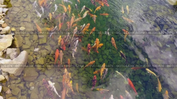 Большие красивые разноцветные карпы плавают в пруду. Big beautiful colorful carp swimming in the pond. Стоковое видео, видеограф Татьяна Д / Фотобанк Лори