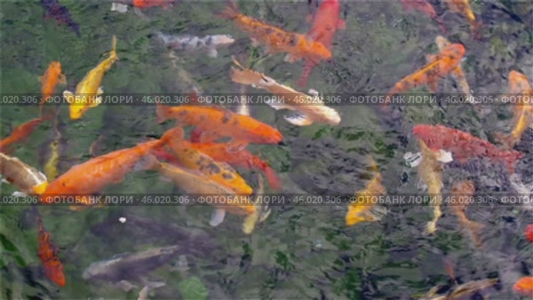 Большие красивые разноцветные карпы плавают в пруду. Big beautiful colorful carp swimming in the pond. Стоковое видео, видеограф Татьяна Д / Фотобанк Лори