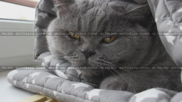 Большой британский кот лежит в сером одеяле на подоконнике у окна. Стоковое видео, видеограф Hanna Shapialevich / Фотобанк Лори