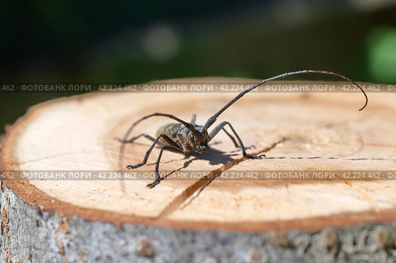 Большой еловый черный усач (лат. Monochamus sartor) на деревянном пне крупным планом. Стоковое фото, фотограф Елена Коромыслова / Фотобанк Лори