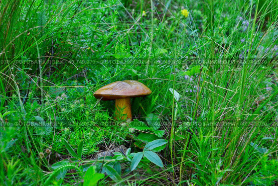 Большой гриб дубовик крапчатый в мокрой траве после дождя. Large mushroom Dubovy speckled in wet grass after rain. Стоковое фото, фотограф Владимир Шарый / Фотобанк Лори