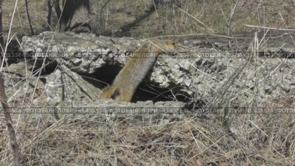 Большой, или рыжеватый суслик Spermophilus major выходит из норы. Стоковое видео, видеограф Александр Мамонтов / Фотобанк Лори