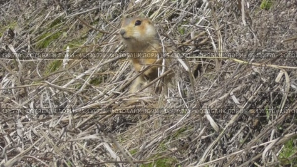 Большой, или рыжеватый суслик Spermophilus major около норы. Стоковое видео, видеограф Александр Мамонтов / Фотобанк Лори