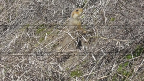 Большой, или рыжеватый суслик Spermophilus major около норы. Стоковое видео, видеограф Александр Мамонтов / Фотобанк Лори