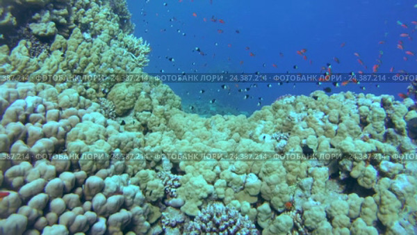 Большой косяк красочных рыб Голди (Pseudanthias squamipinnis) возле рифа на глубине, Красное море, Шарм-эль-Шейх, Синайский полуостров, Египет. Стоковое видео, видеограф Некрасов Андрей / Фотобанк Лори