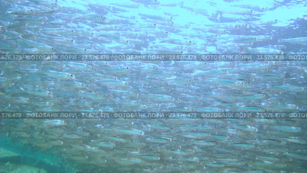 Большой косяк рыб Hardyhead, Красное море, Марса Алам Абу Дабаб, Египет. Стоковое видео, видеограф Некрасов Андрей / Фотобанк Лори