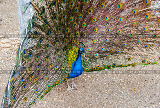 Большой красивый павлин в зоопарке. Beautiful Peacock in zoo. Стоковое фото, фотограф Татьяна Д / Фотобанк Лори