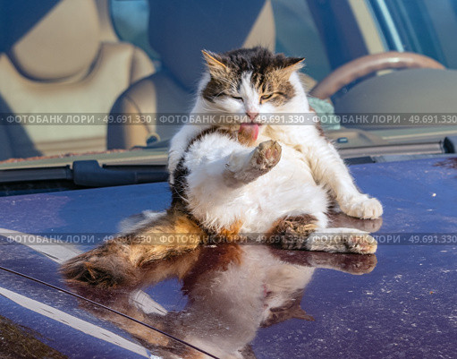 Большой красивый пушистый кот умывается. A big beautiful fluffy cat washes up. Стоковое фото, фотограф Татьяна Д / Фотобанк Лори